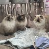 3fatkitties