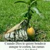 jhflores58