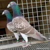 fatimetou0080