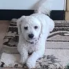 bigooslav