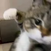 leointhebest