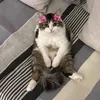 qao_15