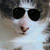 toreto.gato