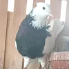 sha_karzan1