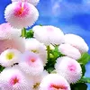 hh._hh_k