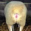 pippogaleo3