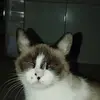 icarosoueu