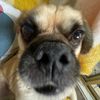 theshortlittleg1nger