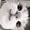 fistashka301