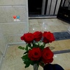 alaa.gamal846