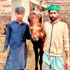 shamogujjar555