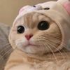 aunihere8