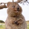 the_fantasy_quokka