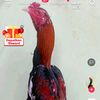 wiro.sableng6771