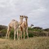 siyad.abdi118