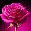 malik.aslam7844