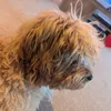 wafflethecavapoo0