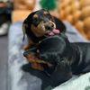 our.4weenie.dogs