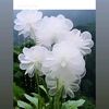 ibrahim.baig581