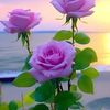 ahmed.gmail032