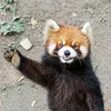 red_panda.56