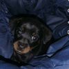 max.mich7