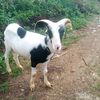 kasih.tak.sampai877