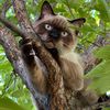 mrbootsthesiamese