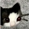 popip749