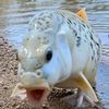 capibara1800