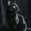 coratheblackcat