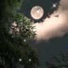zulya_11148