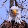 rashed81561