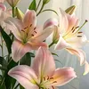 lili243406