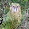 kakapo772