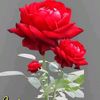 mukhtayar.ahmad4