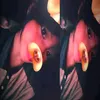 jadeangel2000