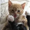 persianglizzyglobber