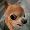_mqun2779
