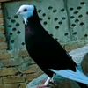 dil.dar457