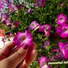 mst.nusrat091