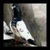 mehboob.owais