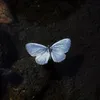 🦋Papwla🦋