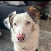 bellatheaussiepup
