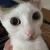 9armacha_iggy