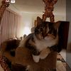 cat.mom370