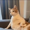 whalesjunopose