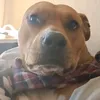 pitbull.brown