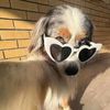 ilove_mydoggies652