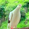 mmansoorawan0
